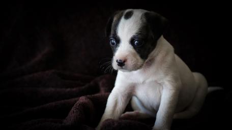 Adorable Jack Russell Puppy Portrait wallpaper