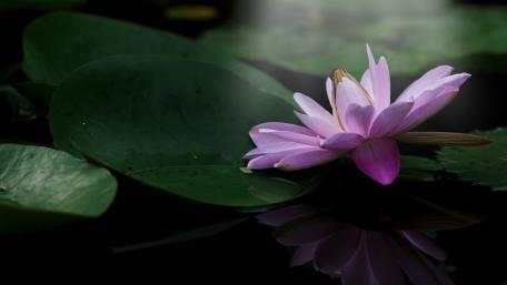 Serene Pink Lotus Bloom wallpaper