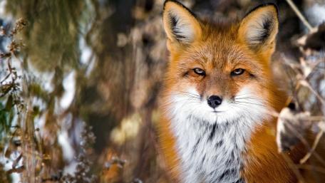Majestic Red Fox in Woodland Portrait wallpaper