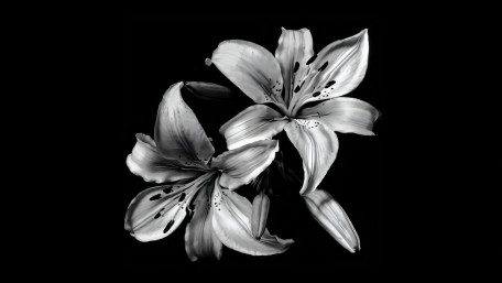 High-Contrast Lily Portrait 4K wallpaper