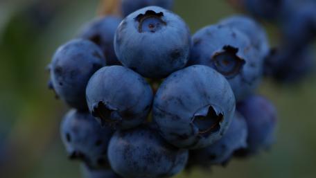 Fresh Blueberries in Macro Detail wallpaper
