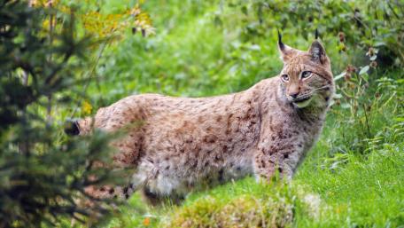 Wild Lynx in Green Forest wallpaper