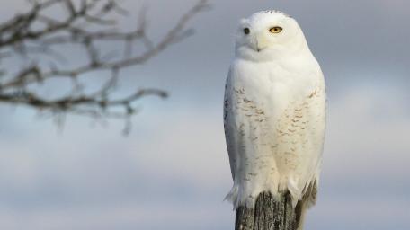 Snowy Owl Watchful Perch wallpaper