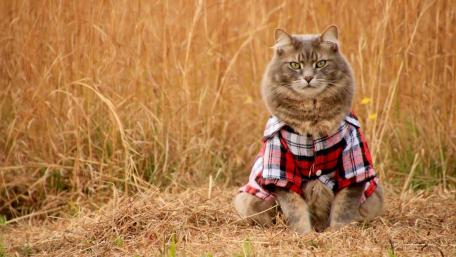 Fluffy Tabby in Plaid Jacket wallpaper