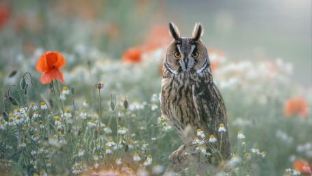 Long Eared Owl in Blooming Meadow wallpaper