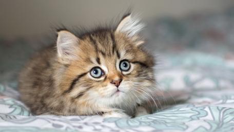 Fluffy Tabby Kitten Portrait wallpaper