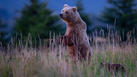 Majestic Bear in Serene Wilderness wallpaper