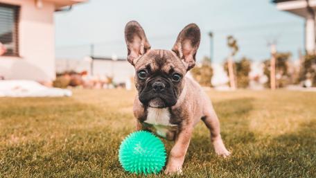Playful French Bulldog Puppy on the Lawn wallpaper