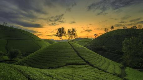 Sunrise Over Long Coc Tea Hills wallpaper