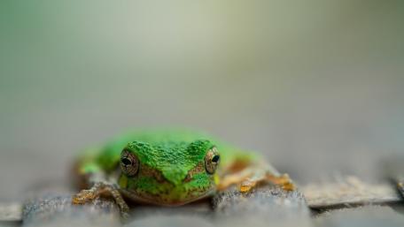 Tiny Green Frog in Soft Focus wallpaper