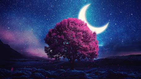 Moonlit Blossom Tree Under Crescent Sky wallpaper