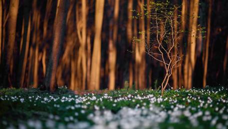 The Picturesque views of Nature wallpaper