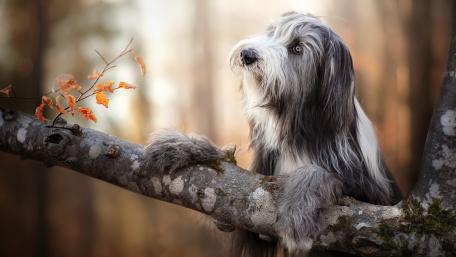 Majestic Bearded Collie in Nature wallpaper
