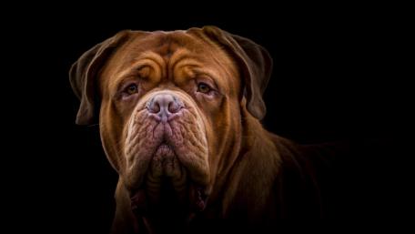 Majestic Bordeaux Mastiff Portrait wallpaper