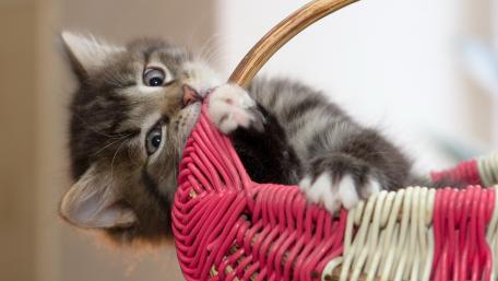 Playful Kitten in Pink Basket wallpaper