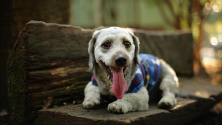Happy Dog in Cozy Outfit wallpaper