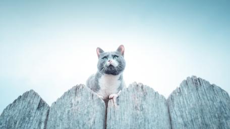 Curious Cat Above the Fence wallpaper