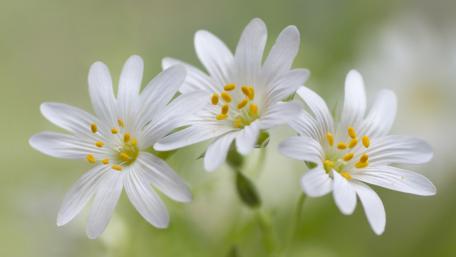 Delicate White Blossoms in Soft Spring Light wallpaper