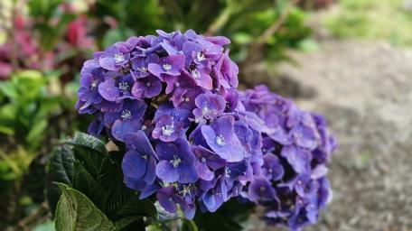 Purple Blossoms wallpaper