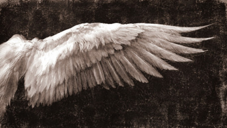 White Wing of Serenity wallpaper