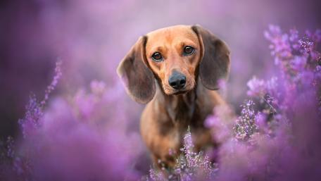 Gentle Dachshund in Purple Blossom Field wallpaper