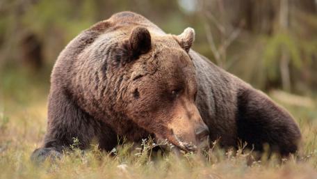 Majestic Brown Bear Resting in Wild Meadow wallpaper