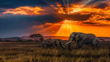 Golden Hour Elephants on the Savanna wallpaper