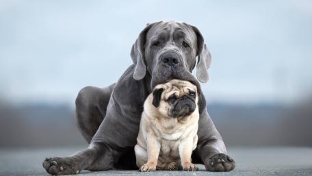 Gentle Giants and a Tiny Pug Companion wallpaper