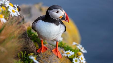 Puffin on Seaside Cliff wallpaper