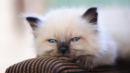 Sleepy Blue Eyed Kitten wallpaper