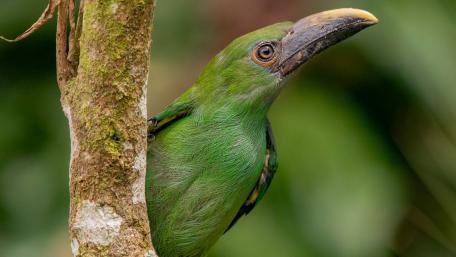 Emerald Toucanet in Forest Glow wallpaper