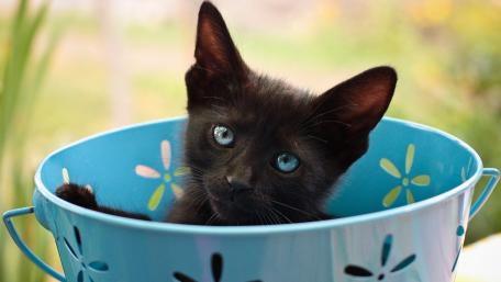 Playful Black Kitten in Blue Bucket wallpaper
