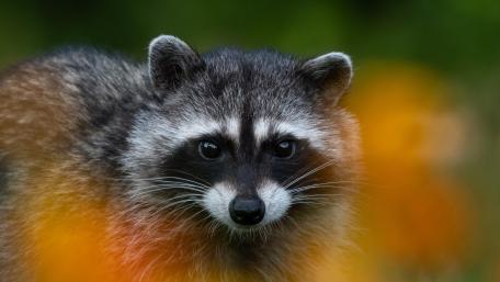 Curious Raccoon Portrait in Soft Forest Light wallpaper