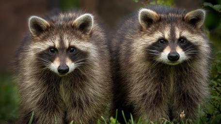 Adorable Raccoon Pair in Forest Glow wallpaper