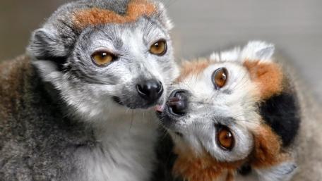 Lemur Bond in Soft Natural Light wallpaper