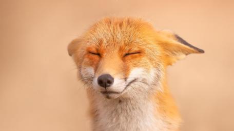 Peaceful Fox Portrait wallpaper