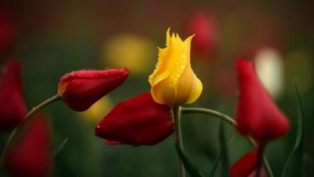 Spring Tulips in Soft Focus Bloom wallpaper