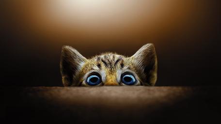 Peekaboo Kitty in Warm Light wallpaper