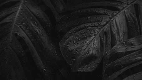 Dark Rain on Tropical Leaves wallpaper