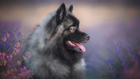 Majestic Dog in Lavender Mist wallpaper