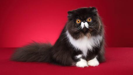 Elegant Persian Cat on Vibrant Red wallpaper