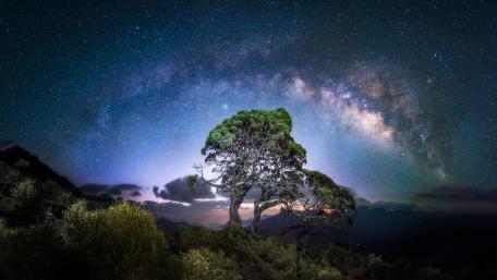 Celestial Tree Beneath the Milky Way wallpaper