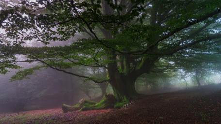 Ancient Tree in Misty Forest wallpaper