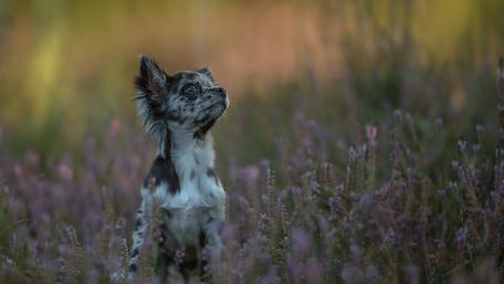 Merle Chihuahua in Wildflower Meadow wallpaper