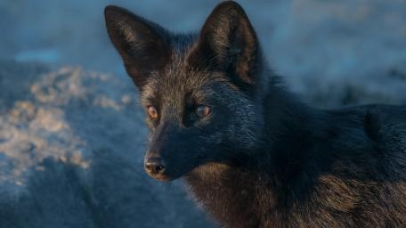 Elegant Black Fox Portrait wallpaper