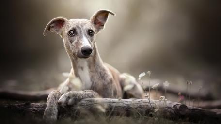 Elegant Whippet Resting in Soft Woodland Light wallpaper