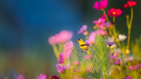 Golden Finch in Pink Wildflowers wallpaper