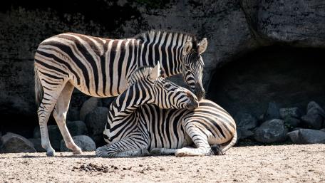 Resting Zebra Pair in Natural Light wallpaper