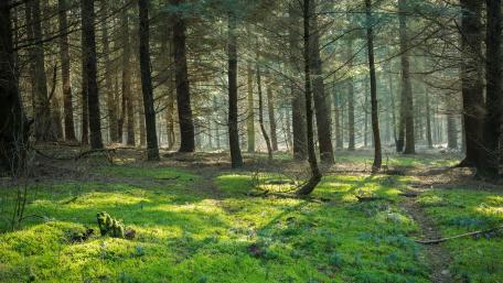 Sunlit Evergreen Forest Serenity wallpaper