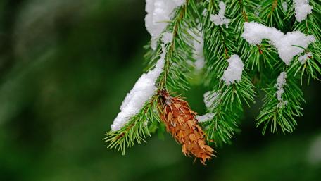 Snow Kissed Pine Branch wallpaper